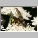 Tenthredo vespa - Blattwespe m11.jpg